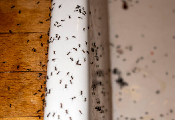 Wildlife Control Services in Churchville, NY